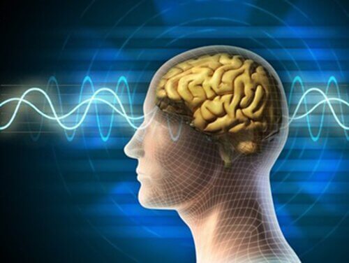 cerveau jeune