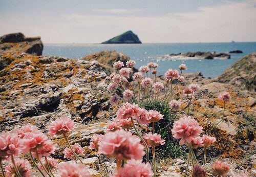 paysage-avec-des-fleurs