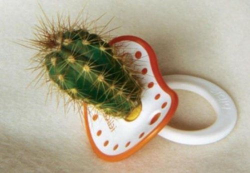 tetine avec un cactus pour montrer l'influence des familles toxiques 