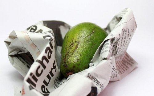 Avocat-500x311