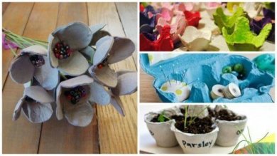 Après avoir lu cela, vous ne jetterez plus les boites à oeufs !