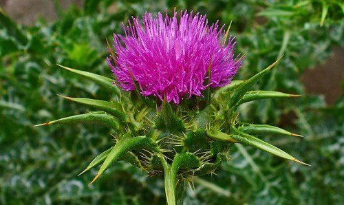 Chardon-marie-beaute-interieure-500x298