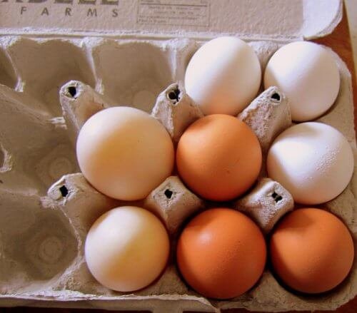 oeufs-ami-ross-500x439