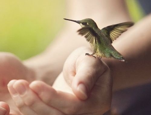colibri sur une main - épanouissement émotionnel