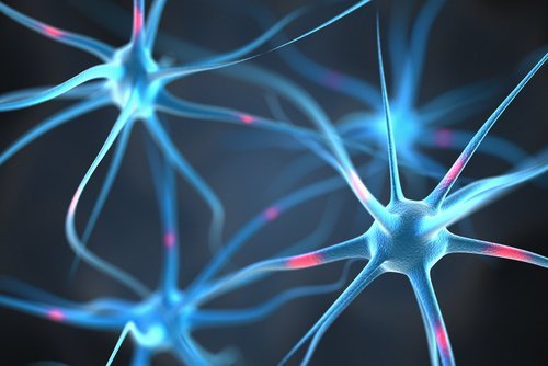 connexions des neurones 