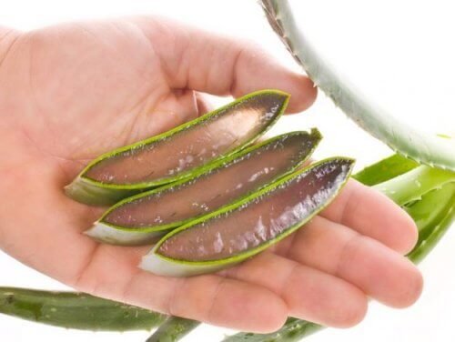 3 plantes merveilleuses pour guérir et cicatriser vos blessures
