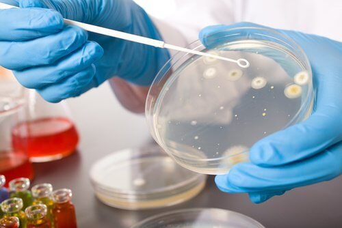 bacteries-500x334