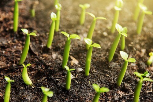 Astuces pour cultiver de la cannelle.