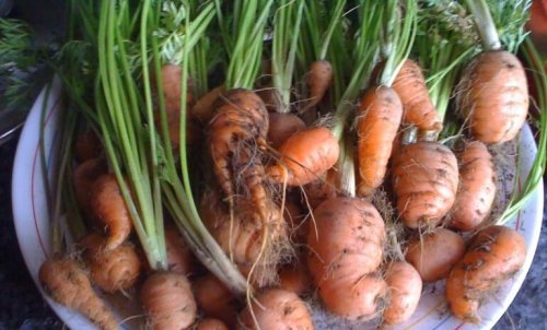 Récolte des carottes.