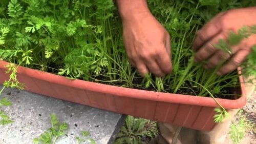 carottes-dans-jardiniere