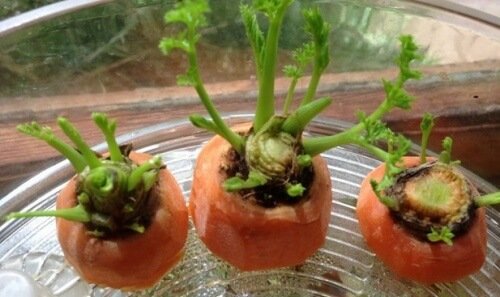 Comment cultiver des carottes chez vous ?