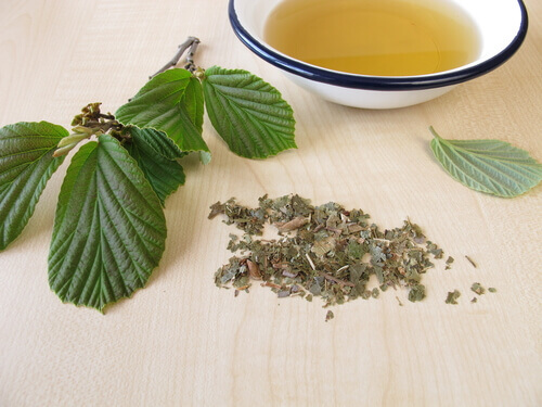 L'hamamelis contre la douleur causée par les varices.