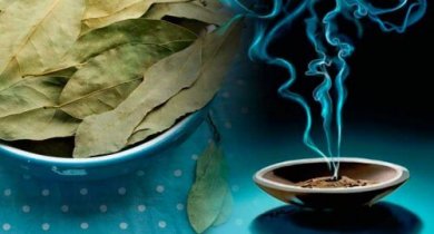 Le laurier contre l'anxiété : un remède millénaire à votre portée