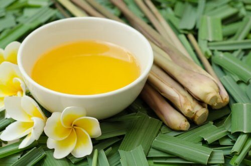 L’huile de citronnelle : un excellent répulsif contre les moustiques, les poux et les puces