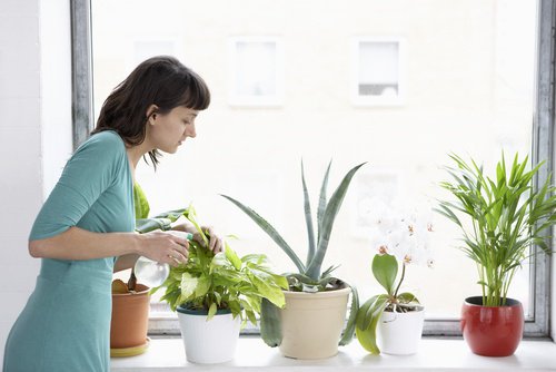 8 plantes qui purifient l'air de votre maison Améliore Santé