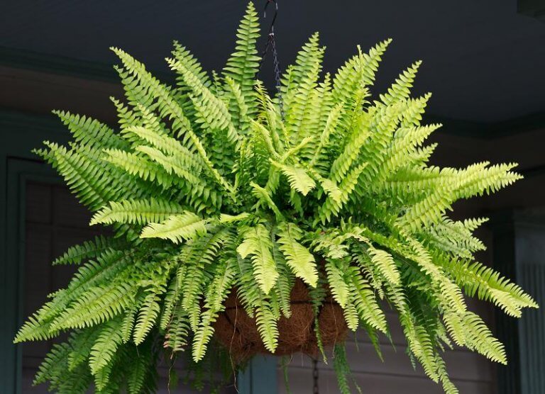Plantes pour la maison : la fougère.