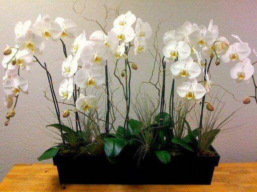 Plantes pour la maison : les orchidées.