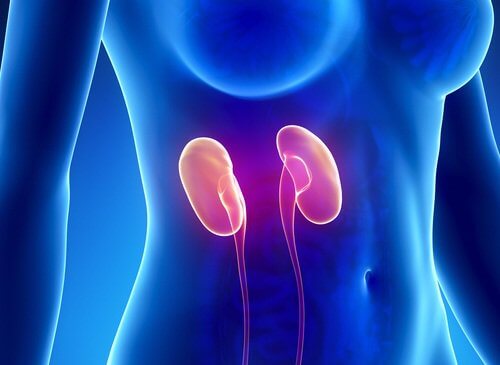 Les troubles rénaux dans le développement de l'insuffisance cardiaque.