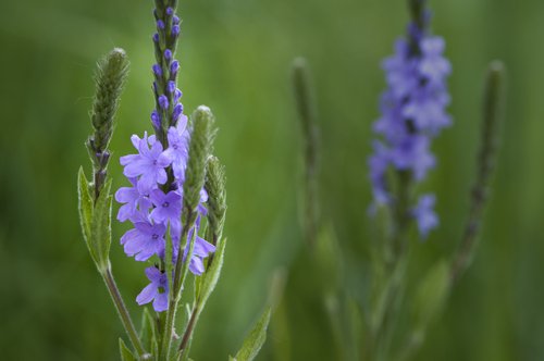 Herbes laxatives : la verveine.