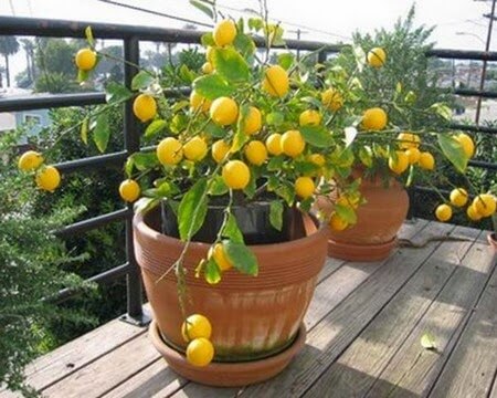 le citronnier Meyer parmi les arbres fruitiers