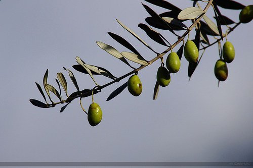 les feuilles d'olivier pour lutter contre l'hypertension