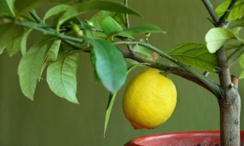 4 arbres fruitiers que vous pouvez faire pousser chez vous