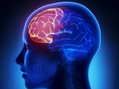 Le cerveau lors du dérèglement hormonal.