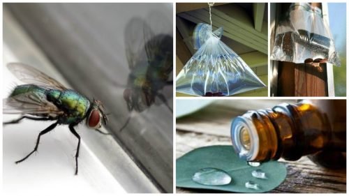7 solutions maison pour lutter contre les mouches