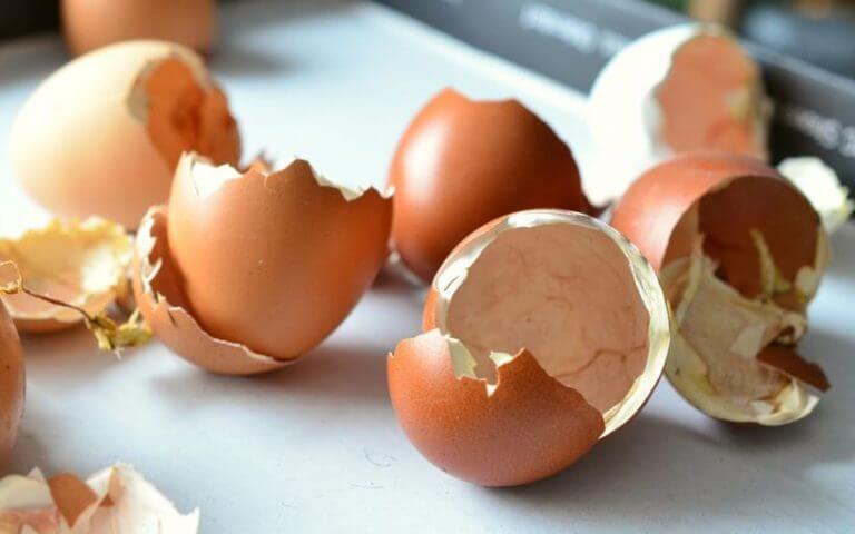 La coquille d’œuf riche en calcium est excellente contre l'ostéoporose.