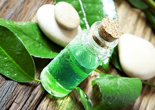 Tea tree