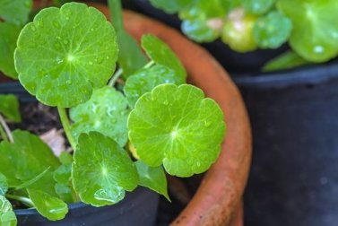Quelles sont les vertus du gotu kola, ou centella asiatica ?