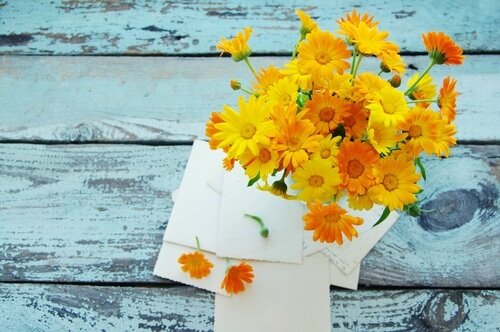 La calendula et ses bienfaits pour la santé