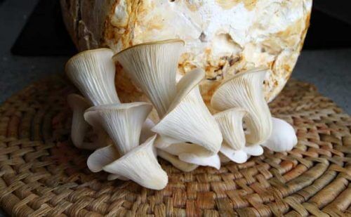 Consommation de pleurote.