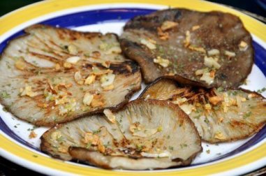 Renforcez votre système immunitaire grâce au pleurote en Huître