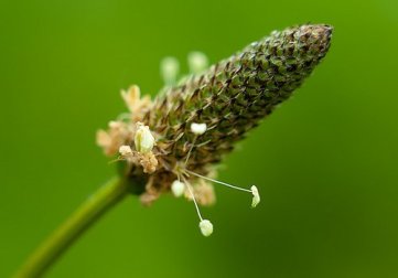 Merveilleuses propriétés curatives du grand plantain