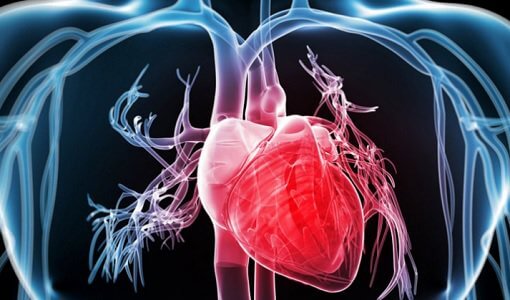 Chirimoya et santé cardiovasculaire 