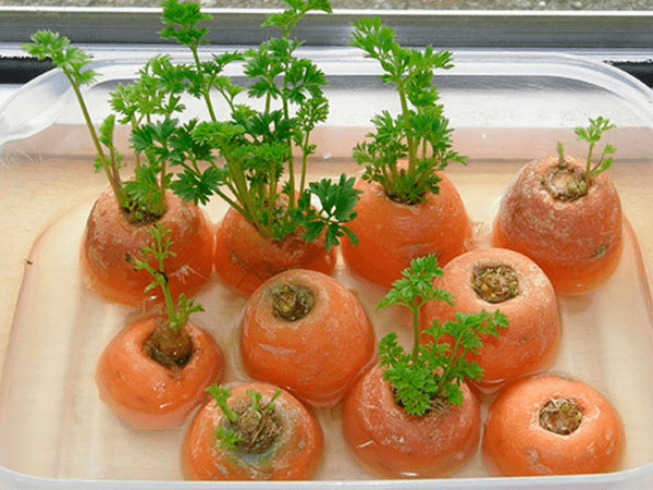 les carottes