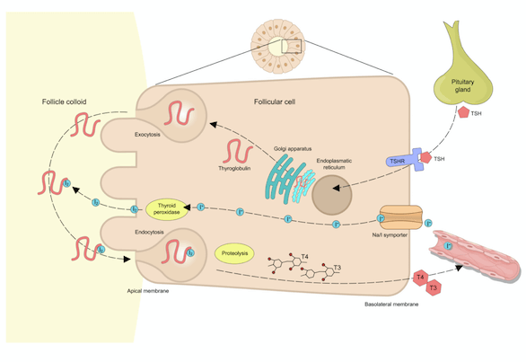 hormones de la thyroïde