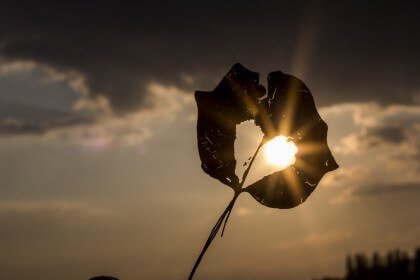 fleur trouée d'un coeur
