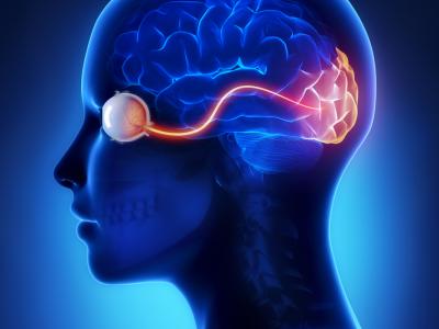 découverte, le cotex visuel et le cerveau continuent de mûrir après 30 ans