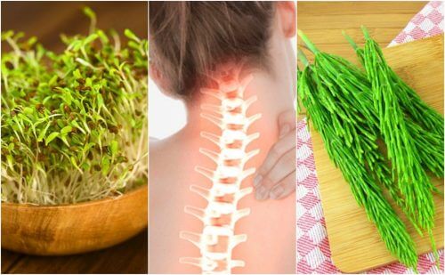 7 plantes médicinales qui vous aident à prendre soin de votre santé osseuse