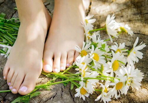 propriétés médicinales de la camomille