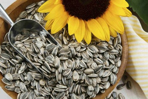 Les graines de tournesol pour combattre la cellulite