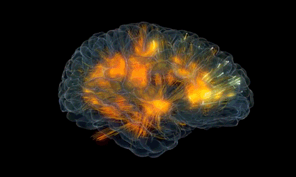 cerveau langage