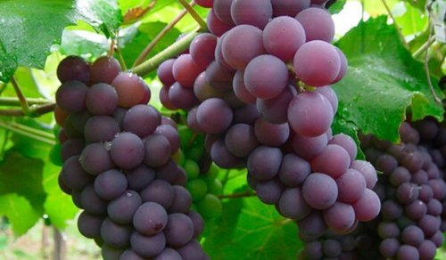 Le raisin, un médicament naturel pour les reins