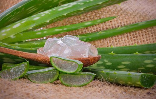 l'aloe vera pour traiter la gale