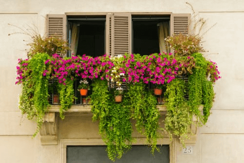 mini jardin pour le balcon