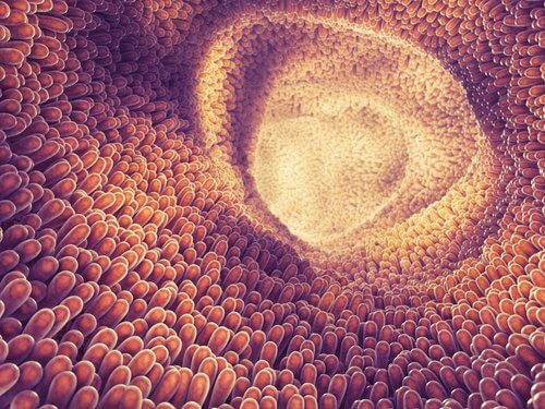 que sont les parasites intestinaux