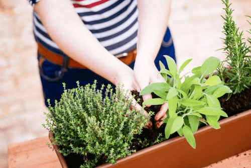 potager miniature