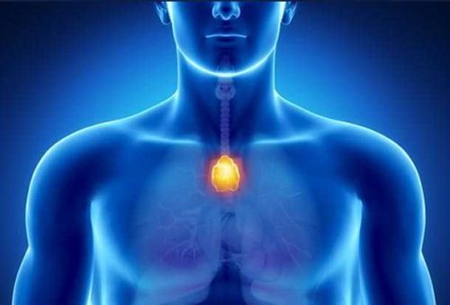 Le thymus : médiateur du bien-être et de notre système immunitaire